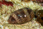 Cypraeidae