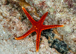 Asterozoa