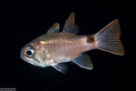 Nectamia