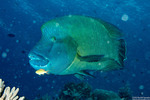 Cheilinus