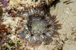 Actinodendridae