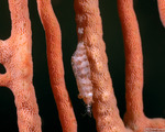 Hamodactylus