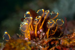 Clavelinidae