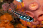 Apogoninae