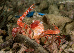 Lupocyclus