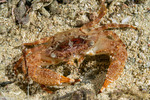 Monomia