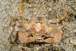 Monomia