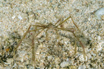 Majoidea