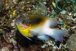 Dischistodus