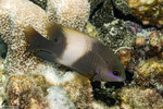 Stegastes