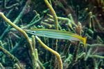 Barracudas