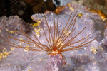 Trichogorgia