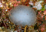 Holozoidae