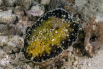 Thordisa