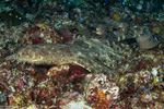 Orectolobidae