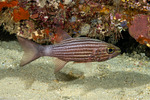 Cheilodipterus
