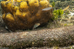 Amblygobius