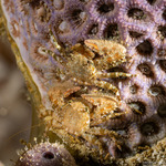 Galatheoidea