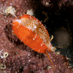 Cypraeidae