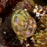 Nerita