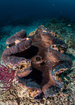 Bivalves