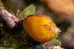 Columbellidae