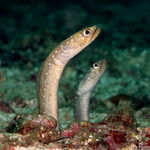 Gorgasia