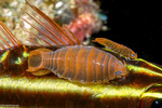 Arthropods