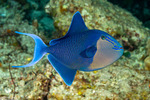 Odonus