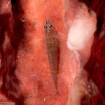 Pleurosicya