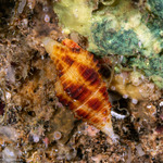 Mitridae