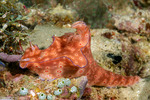 Ceratosoma