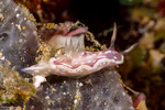 Ceratosoma