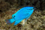 Chrysiptera