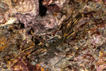 Grapsidae