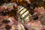 Calcinus