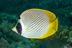 Chaetodontidae