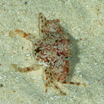 Trionectes