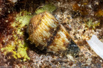Conidae