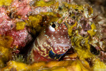 Blennies