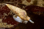 Sea Snails