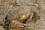 Xanthoidea