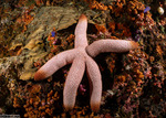 Asterozoa