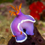 Chromodoridoidea