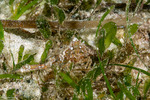 Parthenopidae