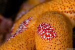 Cnidarians