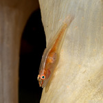 Pleurosicya