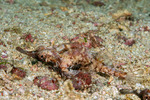 Dactylopteriformes