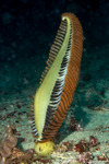Pennatulacea