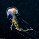 Pelagia